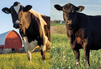 Today is No ‘Udder” Day – It’s Cow Appreciation Day!