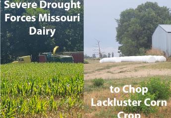 Severe Drought Forces Missouri Dairy to Chop Lackluster Corn Crop