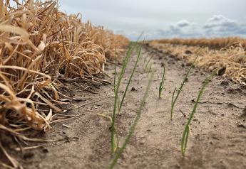 Strong Northwest onion crop expected