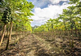 Hawaiian papaya growers overcome challenges, chart a future course
