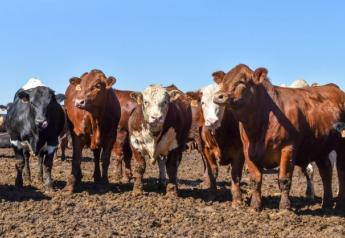 Cash Cattle Rally in Progress; COF Down 4%