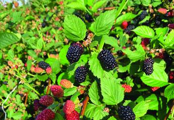 All berry varieties prove popular in summer