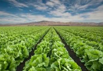 California lettuce, leafy greens producers take on tech 