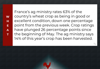 French Wheat Crop Continues to Deteriorate