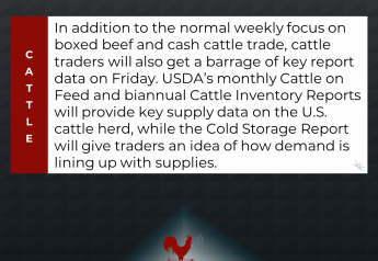 Big Week for Cattle Data