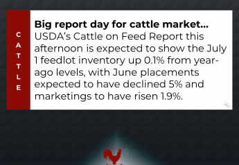 Big Report Day for Cattle Market