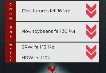 Soybeans Sink to Six-Month Lows