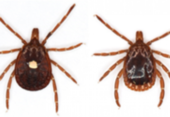 Alpha-gal Syndrome Known as “Red Meat Allergy” From Lone Star Ticks