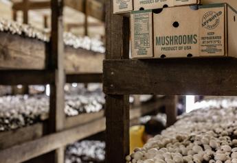 American Mushroom Institute: Data shows mushrooms offer consumers value