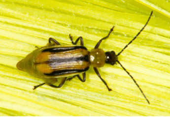 Two Times when Spraying Corn Rootworm Adults can Payoff