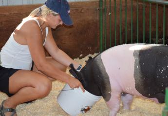 Keep Your Pigs Hydrated at the County Fair