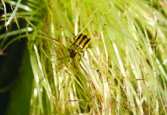 Unspoken Truths About Pests: Corn Rootworm