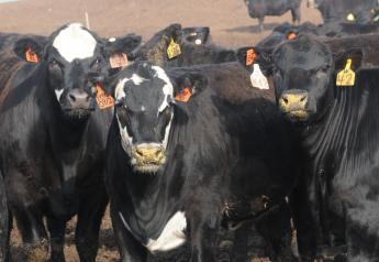 Markets: Cattle Trade Lower; COF Up 1.5%