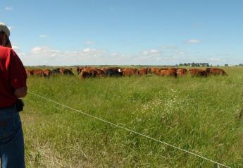Mob Grazing Debunked: Is it the ‘Golden Ticket’ to Grazing Efficiency and Soil Health?