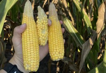 Corn Prices Chug Higher on Disappointing Pro Farmer Crop Tour Findings