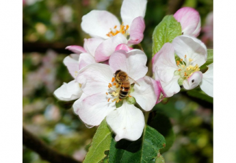 Honeybees Get Hope from New Vaccine against American Foulbrood Disease