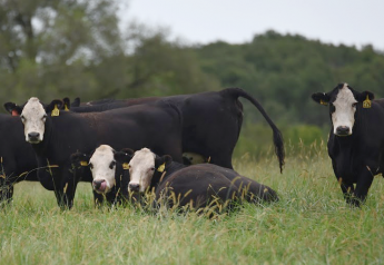 Cut Cattle Feed Costs, Don’t Cut Corners