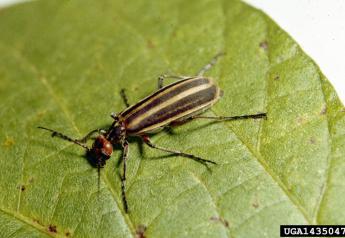 Blister Beetles Reported in Large Numbers in Missouri