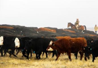 Create a Resilient and Profitable Ranch Operation Through Effective Planning