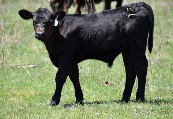 Why Do Healthy Calves Get Summer Pneumonia? Here's How to Best Protect Your Herd