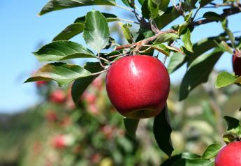 Eastern apple shippers benefit from strategic location