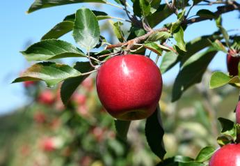 Eastern apples coming in hot, sweet — and right on time