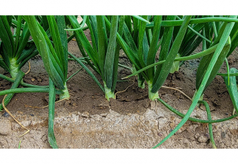 Idaho, eastern Oregon onions have a huge footprint
