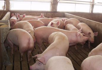 Renewed Wholesale Strength Seemed to Trigger a Fresh Surge in Hog Futures