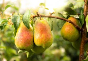 Stemilt Growers sees strong marketing prospects for pears