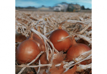 Onion committee promotion efforts reach both domestic and foreign buyers