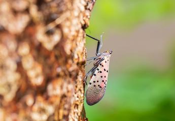 Preventing spotted lanternflies from damaging apple orchards