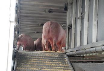 Cash Feeder Pig Prices Average $53.49, Up $4.04 Last Week