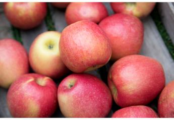 Midwest Apple Improvement Association offers varietal options for small growers
