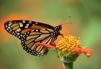 Monarch Butterflies Facing Battle Royal For Survival