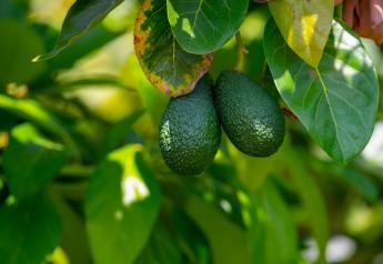 What avocados from Jalisco, Mexico could mean for U.S. market