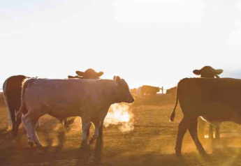 Kansas Cattleman Shares Program That Led to Better Herd Health