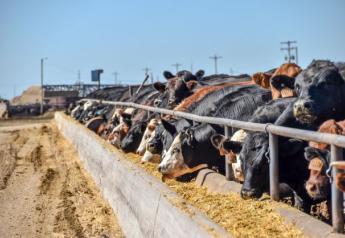 Cash Cattle Trade Steady, Feeders Higher