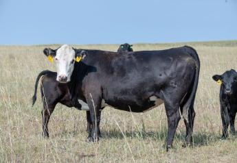 Feeding Monensin to Cows Decreases Intake but Increases Efficiency