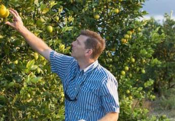 Citrus-Destroying Bacterial Relative May Also Be Infectious