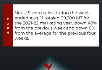 Corn Sales Down From Last Week