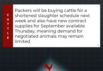 Packers Buying Cattle for Shortened Schedule