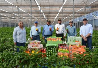 Divine Flavor and veteran grower expand organic bell pepper program into summer