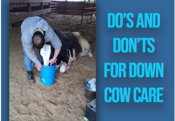 Down Cow Care Do's and Don'ts