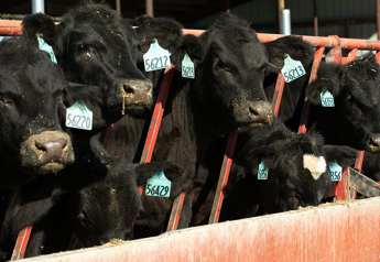 Leading Experts Offer Beef Demand Insights