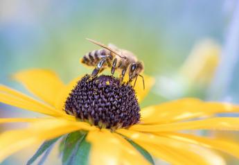 California's Supreme Court rules bees and insects protected