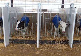 It's Time to Break Out Calf Jackets on the Dairy
