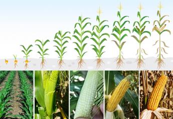 How Your Management Can Impact Key Corn Yield Components