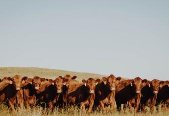 Fall is a Key Culling Decision Time for Cow-Calf Operations