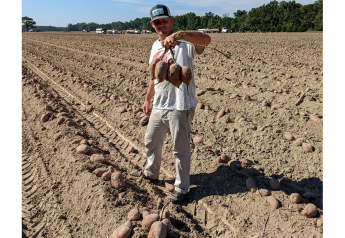 Lancaster Farms builds on long legacy with sweet potatoes