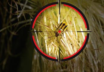 Corn Rootworm Beetle Counts Forecast Problems For 2023